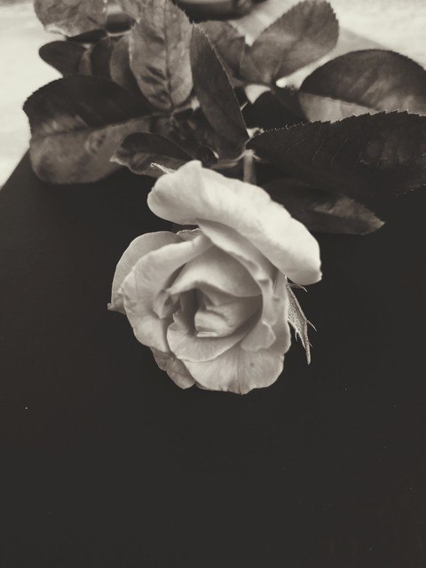 White rose