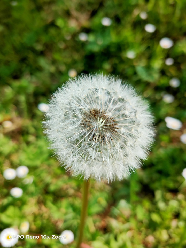 Soffione