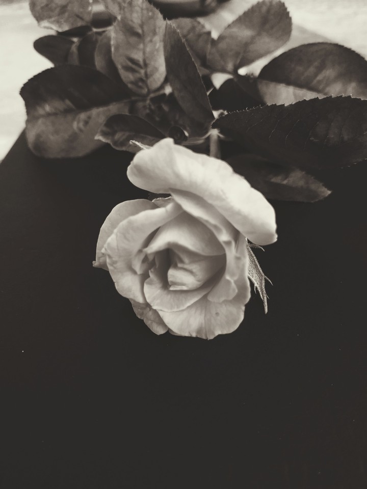 White rose