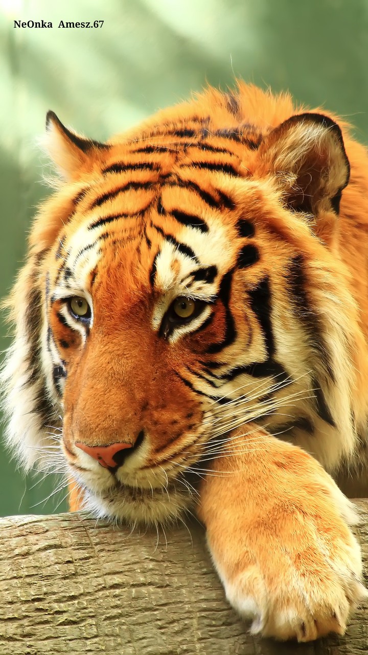 tigr