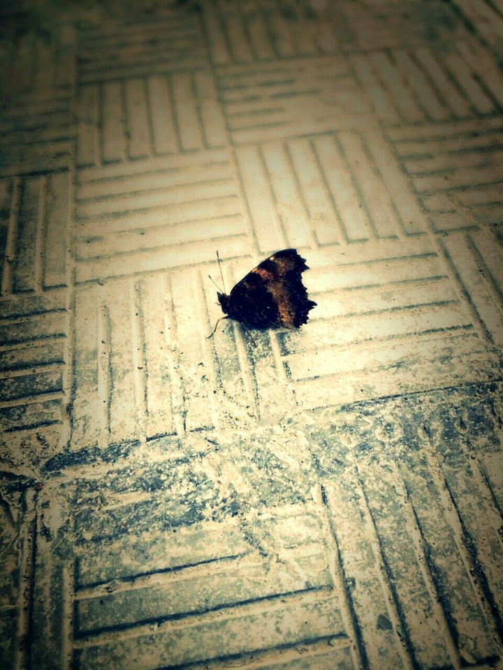 Butterfly