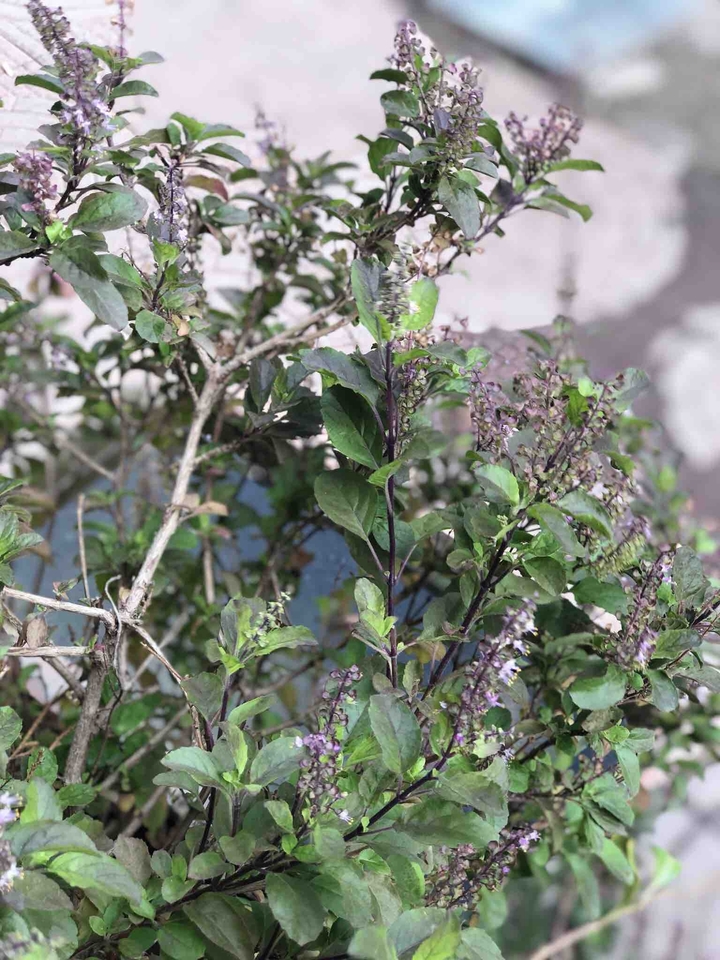 Holy Basil