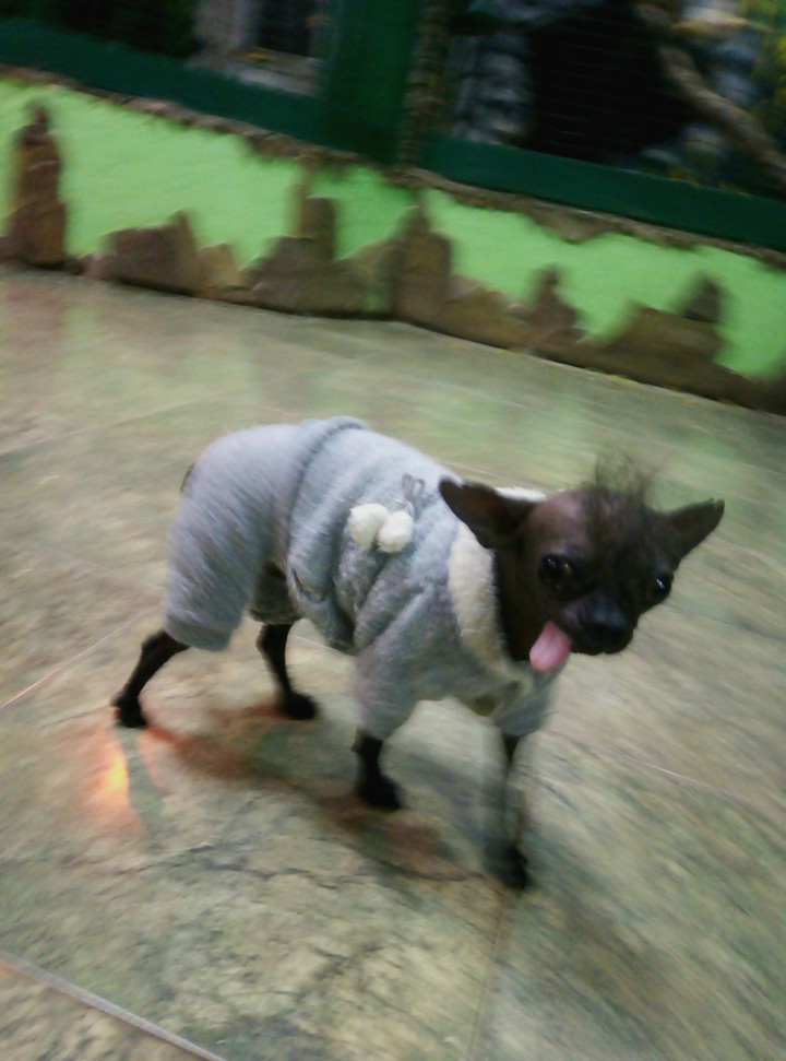 dog