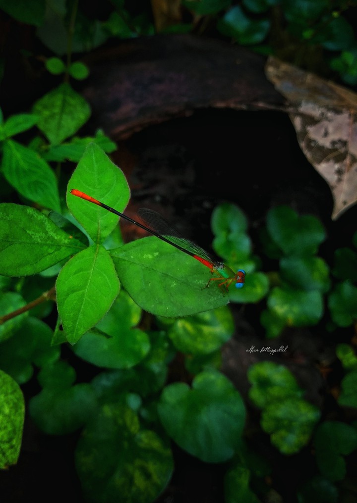 Dragon Fly