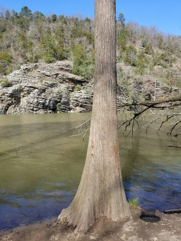 Tree by the lake.