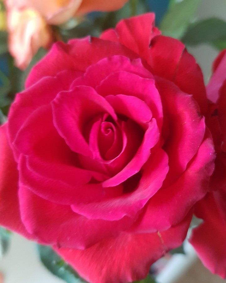 rose rouge