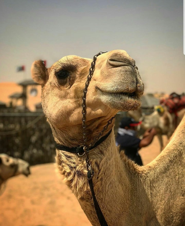 camel..