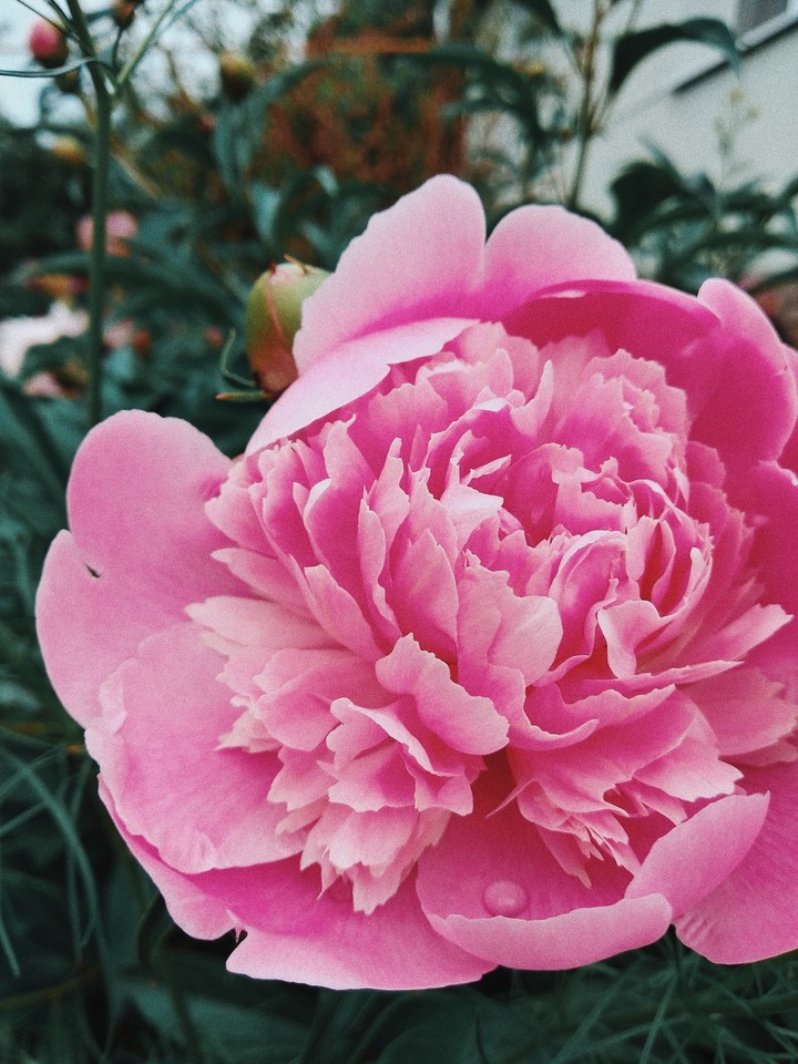 peonies
