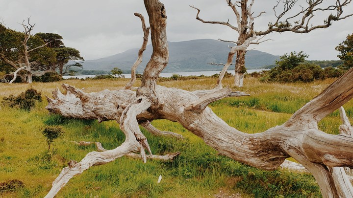 dead tree