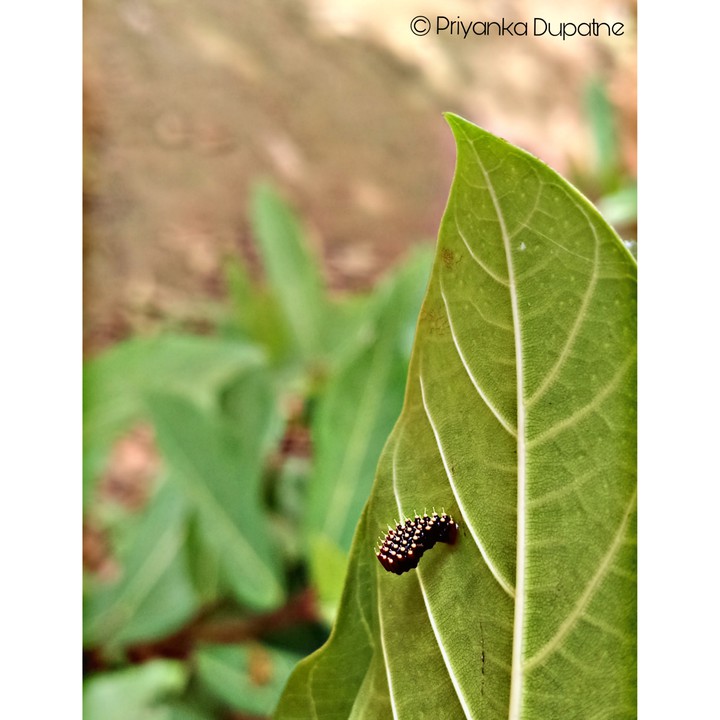 Bug Eggs
