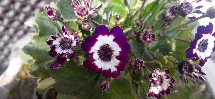 flowers