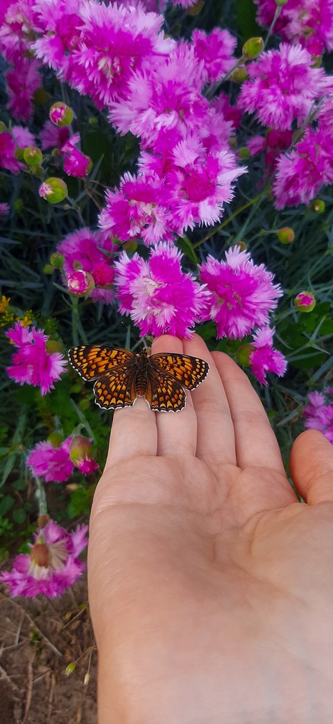 beautiful butterfly