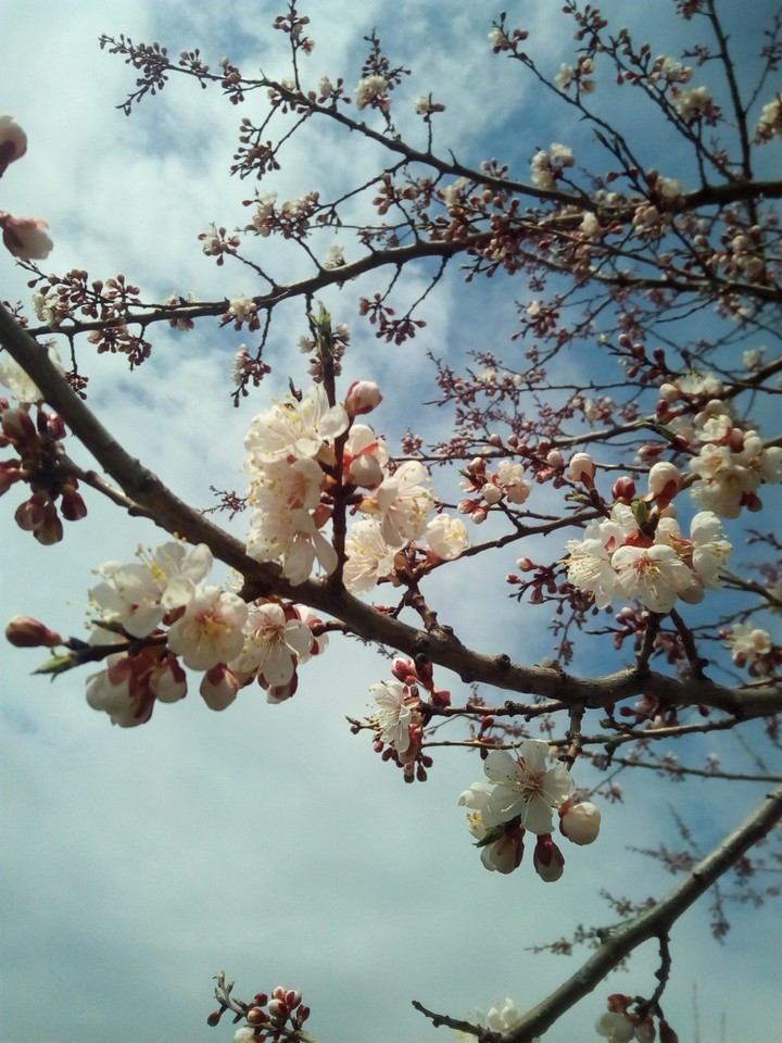 spring
