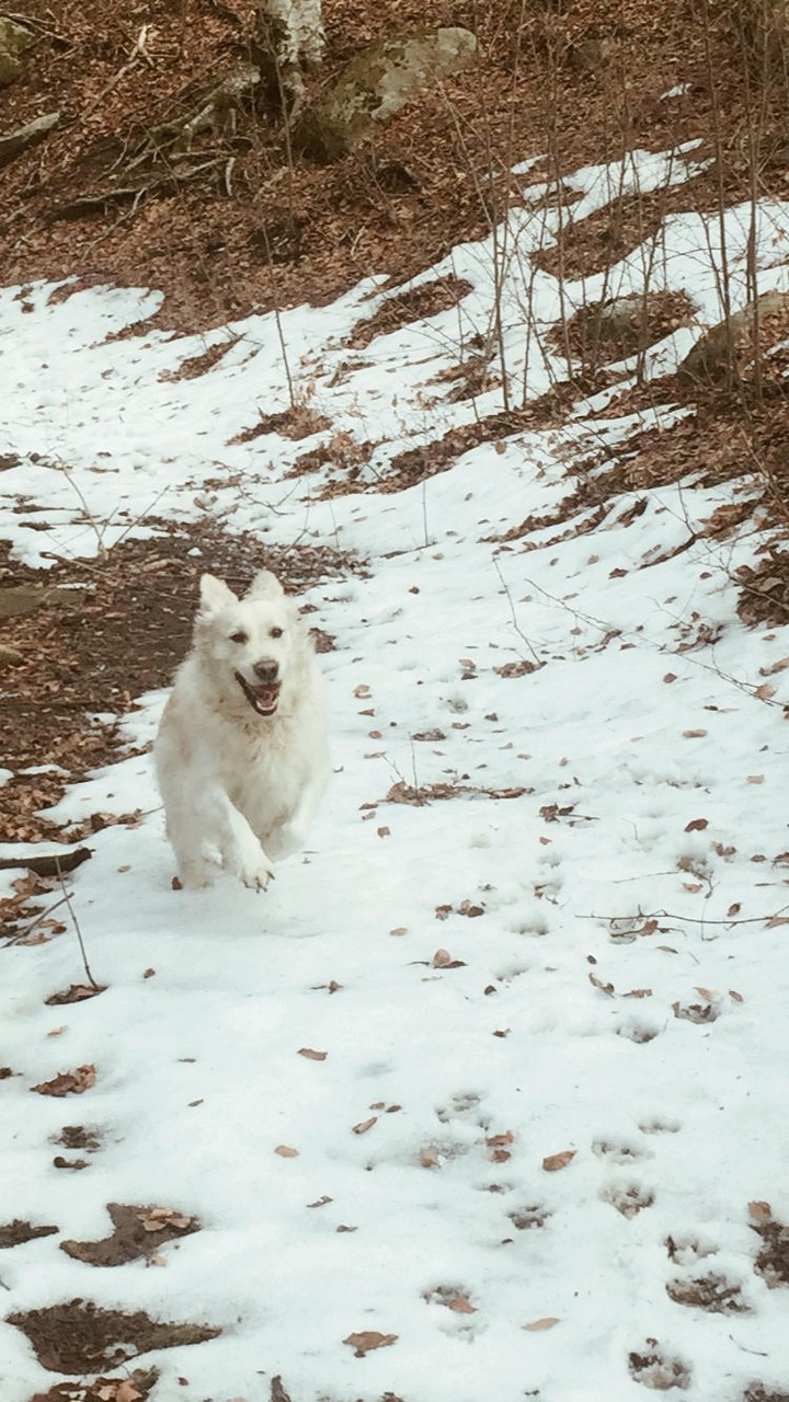 My dog