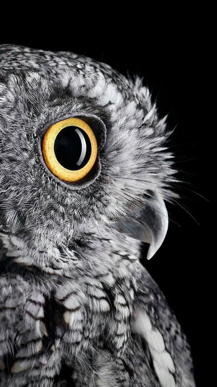 Sova