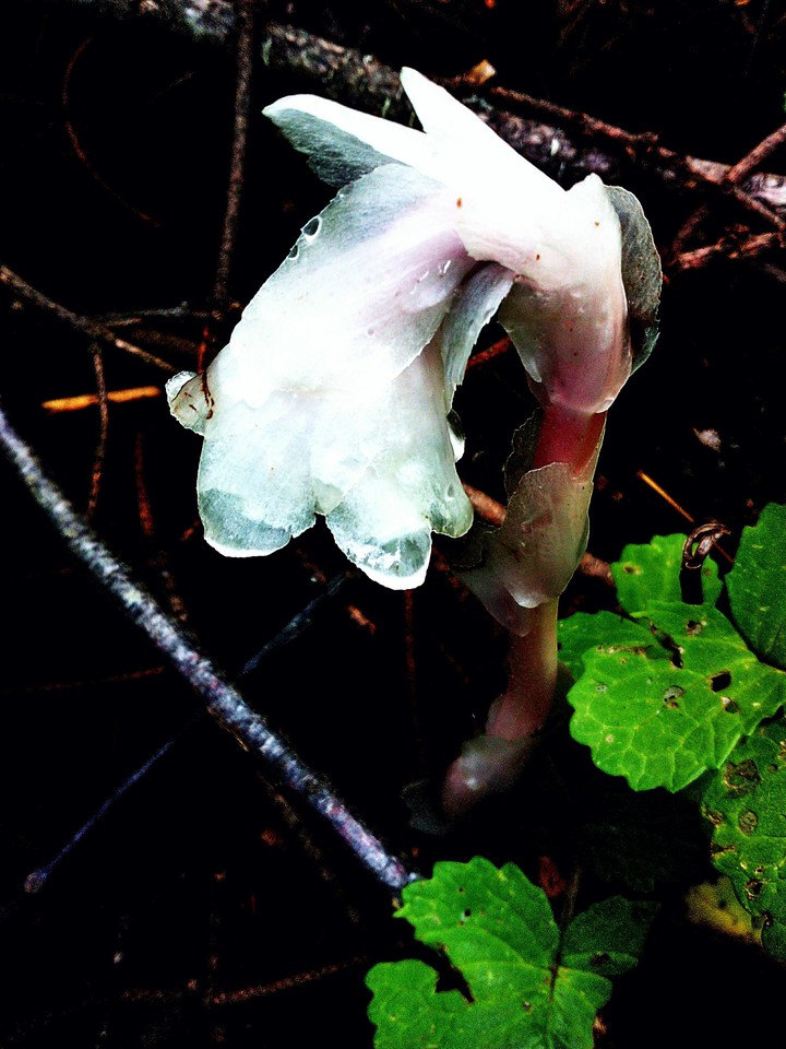 flor salvaje