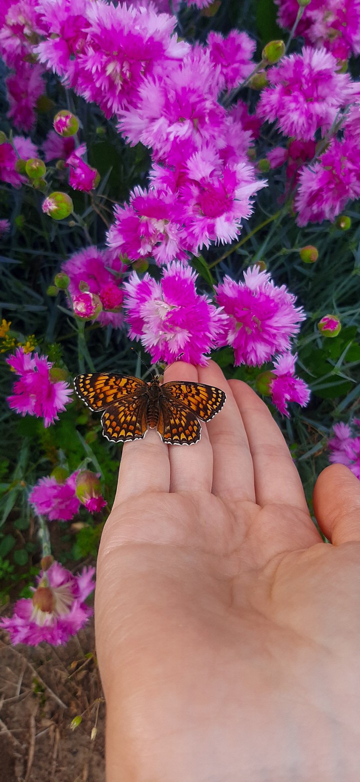 beautiful butterfly