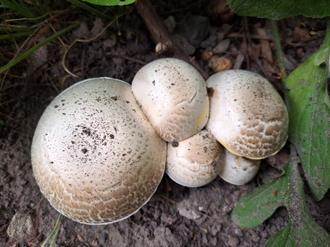 tapety fungus, mushroom