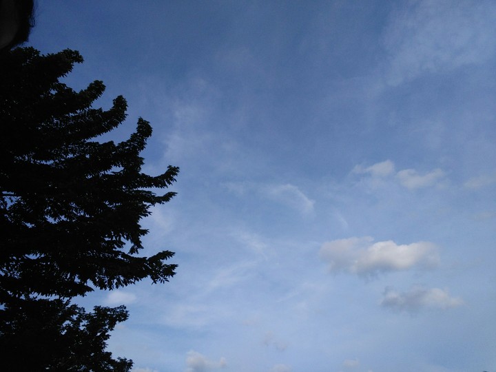 tree