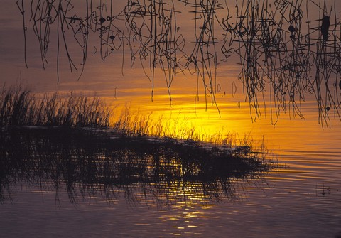 Reed