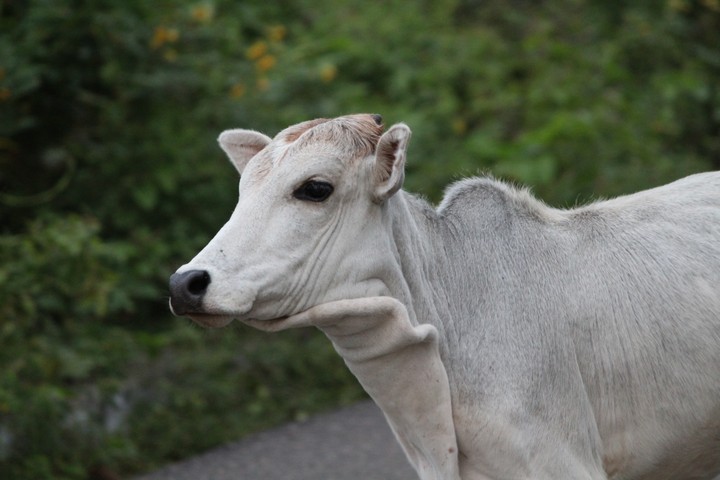 cow