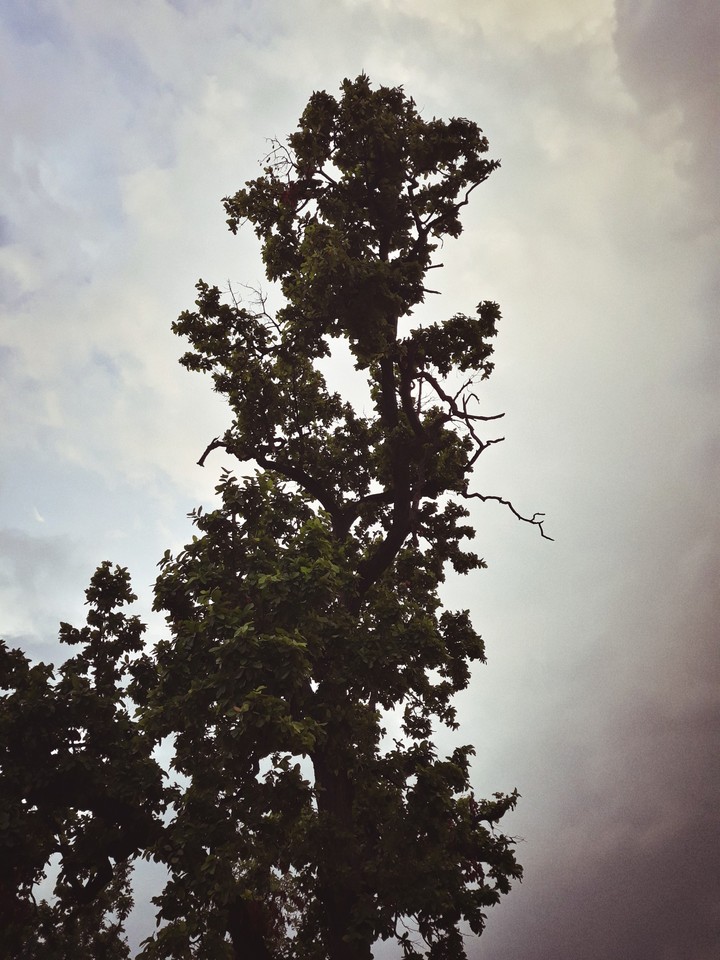 Black Tree