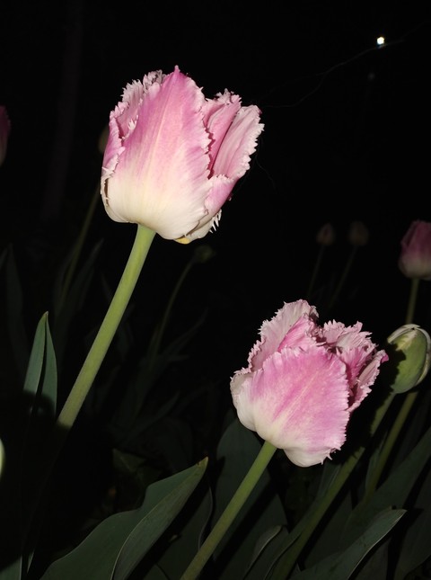 Tulips