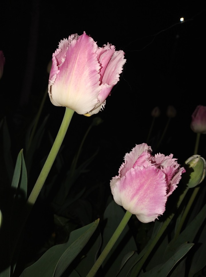 Tulips