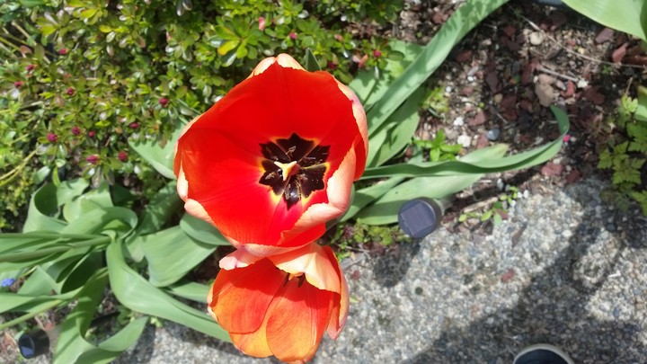 Tulips 2017