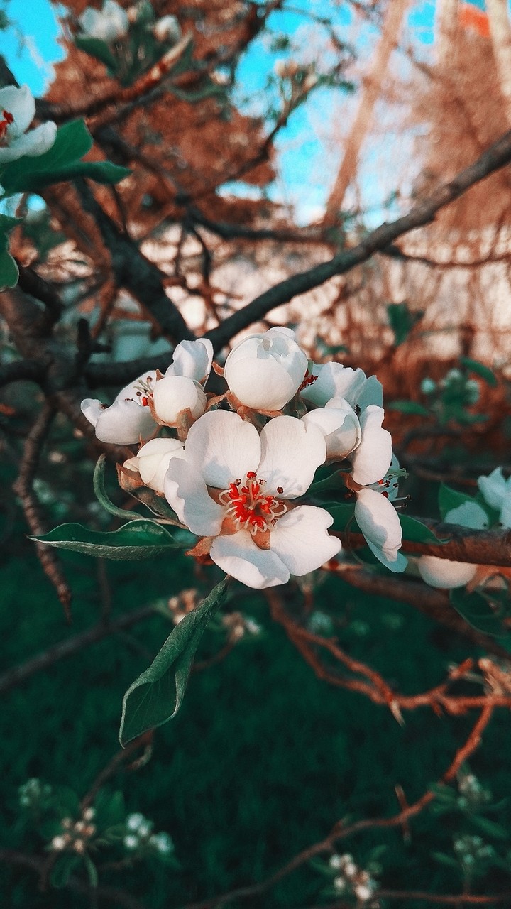 в моем саду/in my garden.