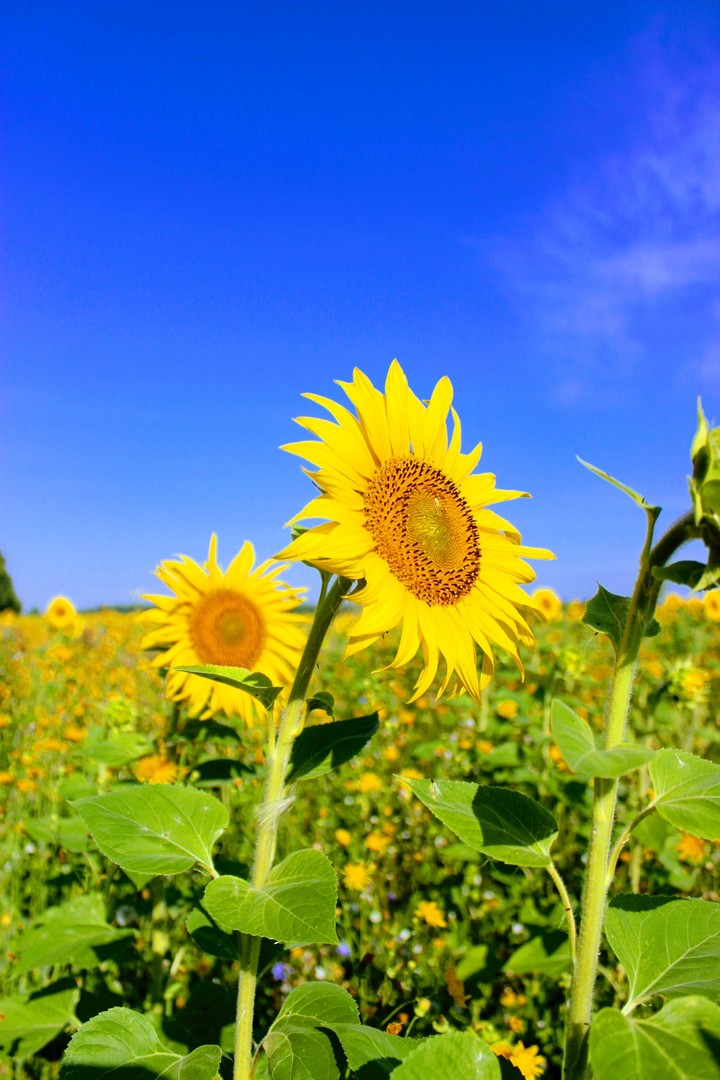 Sunflower