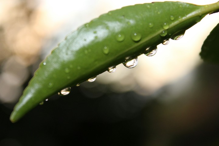 dropwater