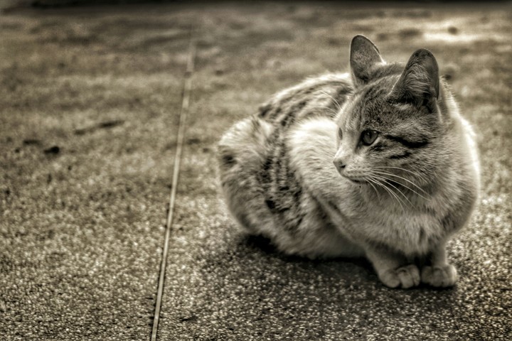 Gato callejero