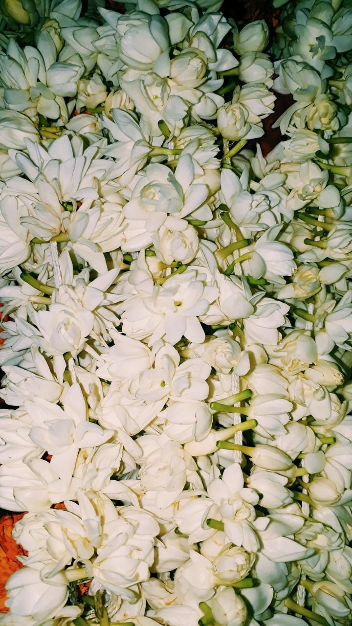 and it bloomed for the creator