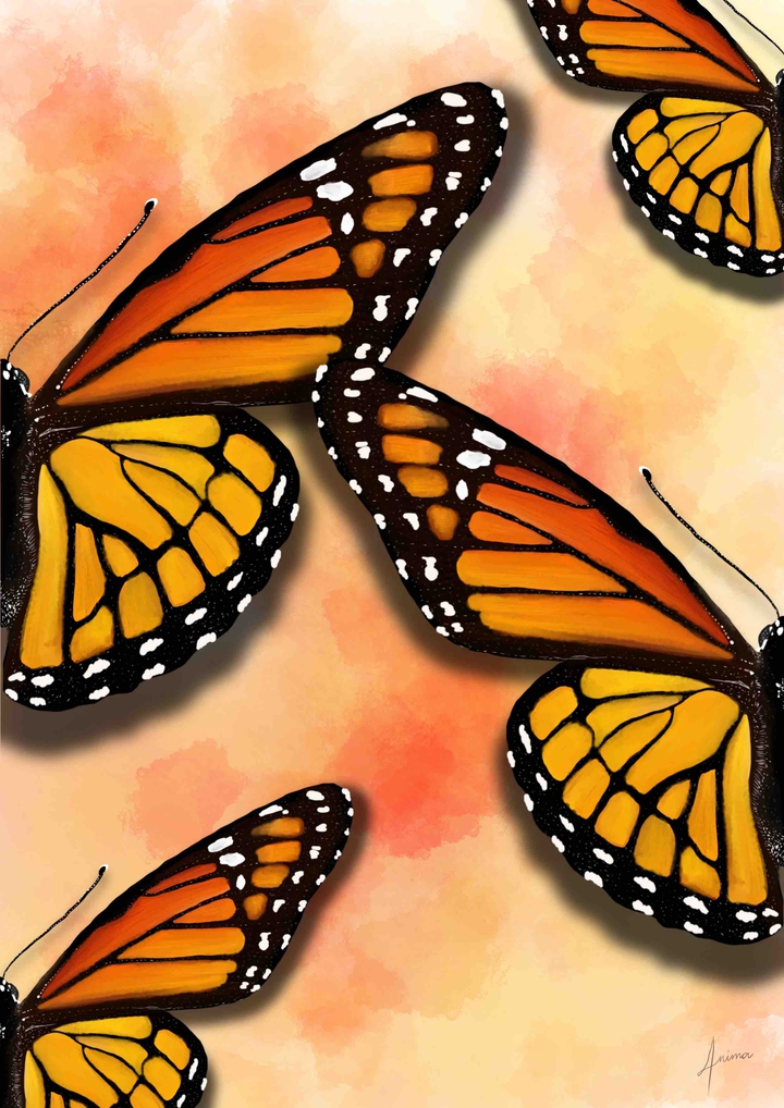 butterfly