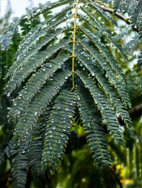 phyllanthaceae, gnetophytes duvar kağıtları