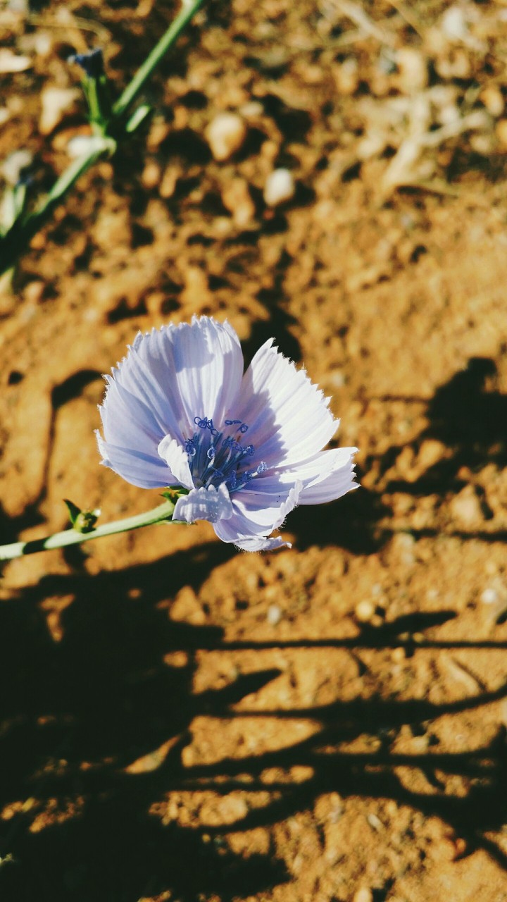 Lavender Color