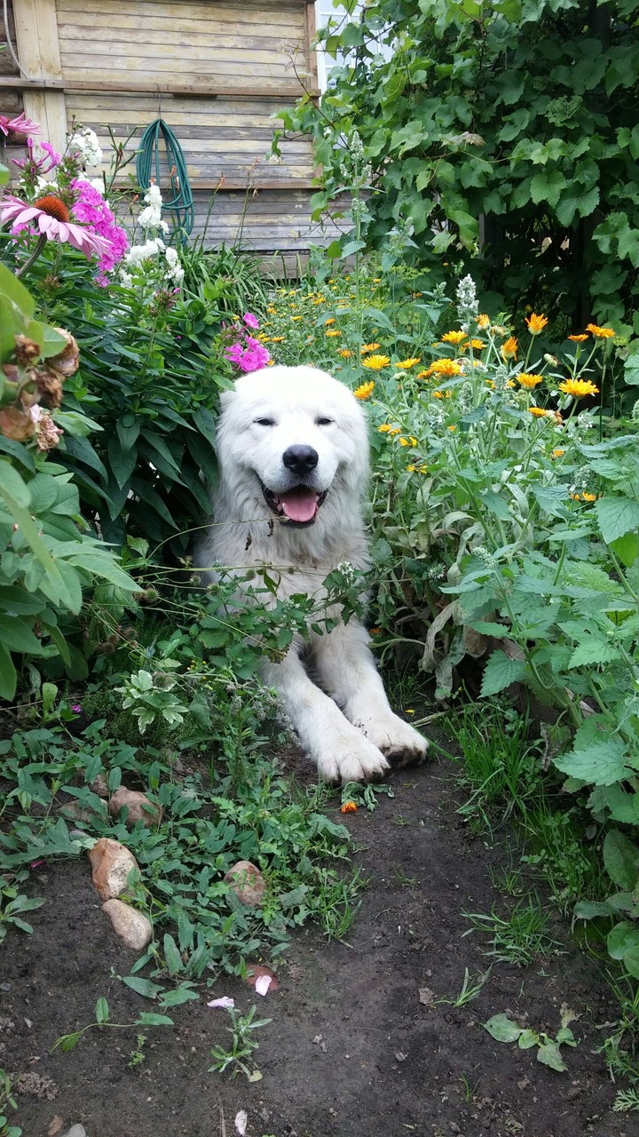 Hercules, Maremma and Abruzzes sheepdog