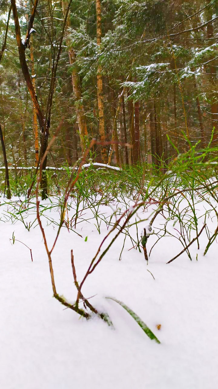 Зима, природа, winter, nature