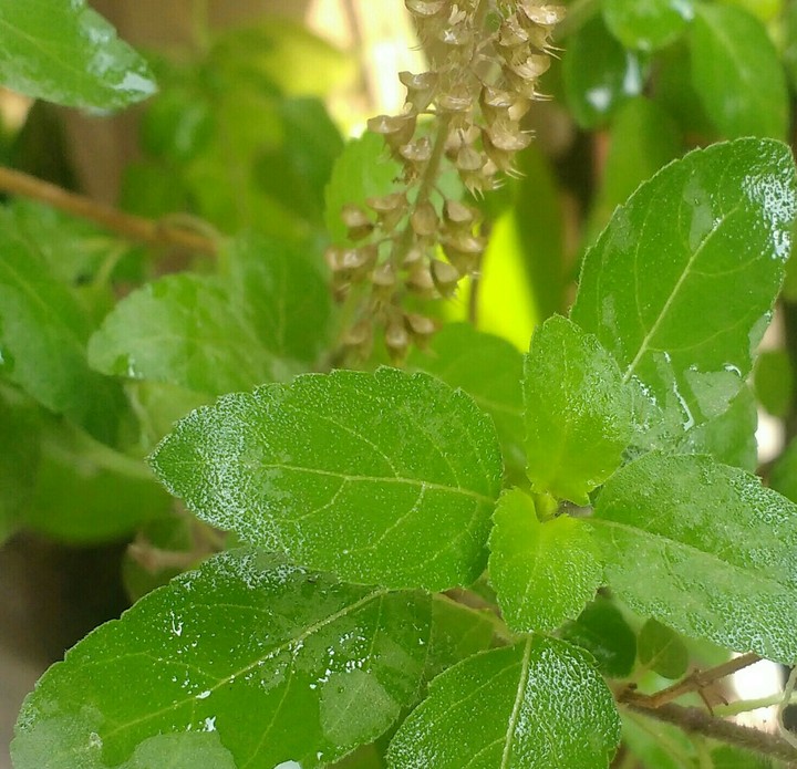 Ocimum tenuiflorum