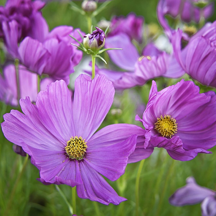 Cosmos