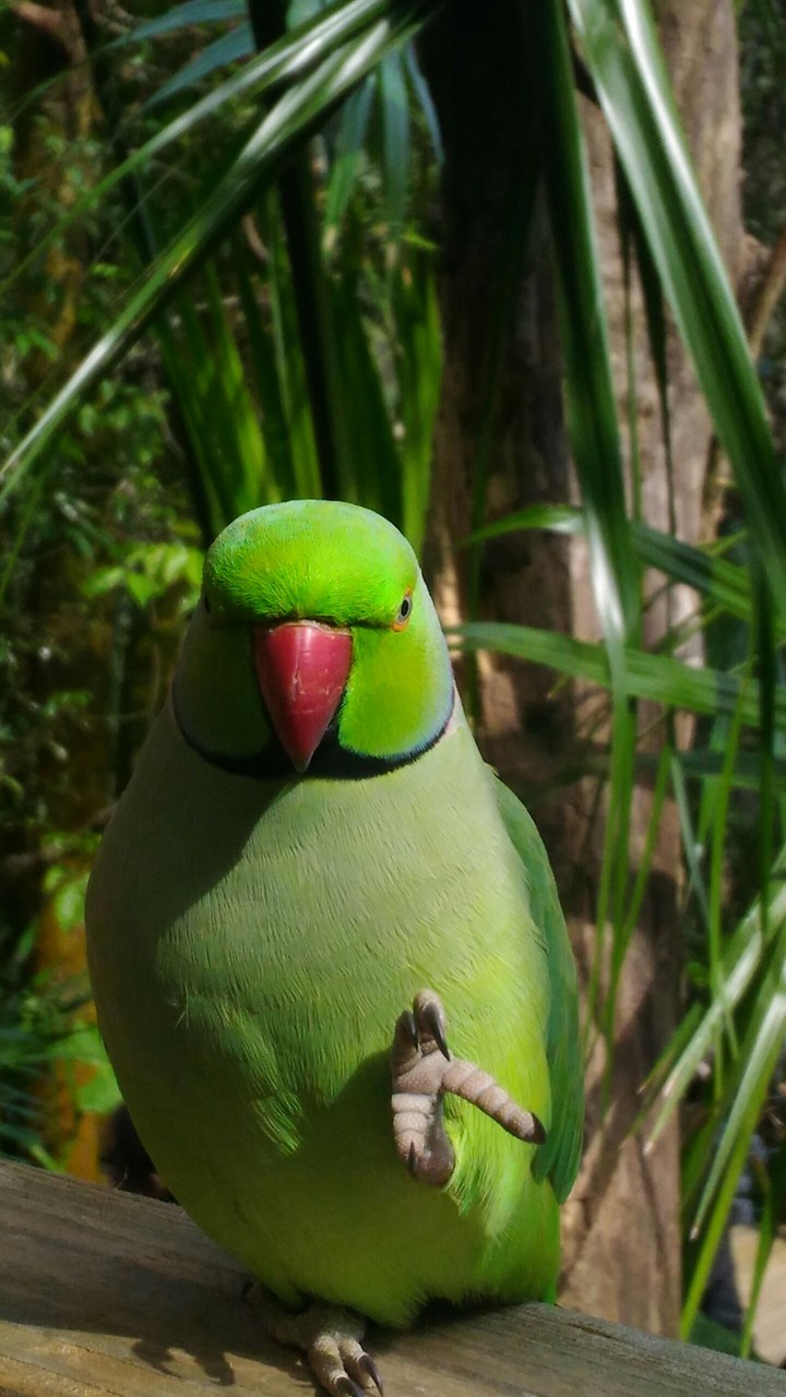 parrot