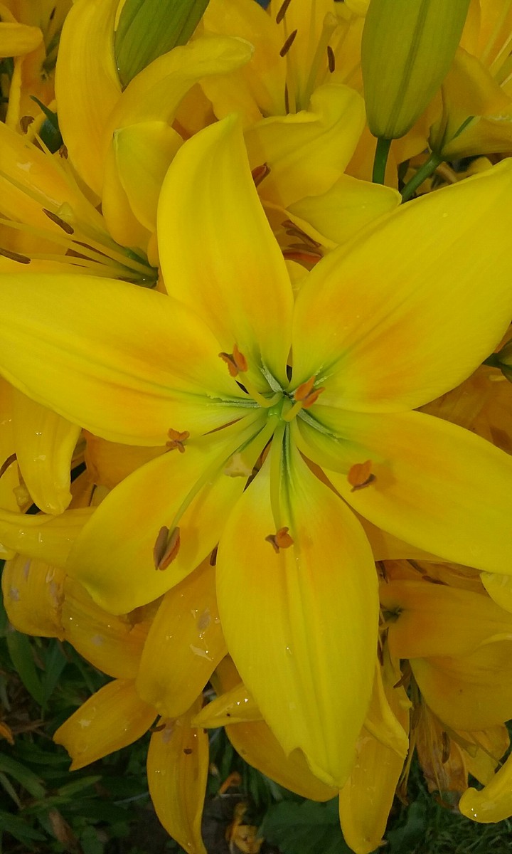 Vibrant yellow lilies!