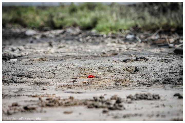 Crab and Sea