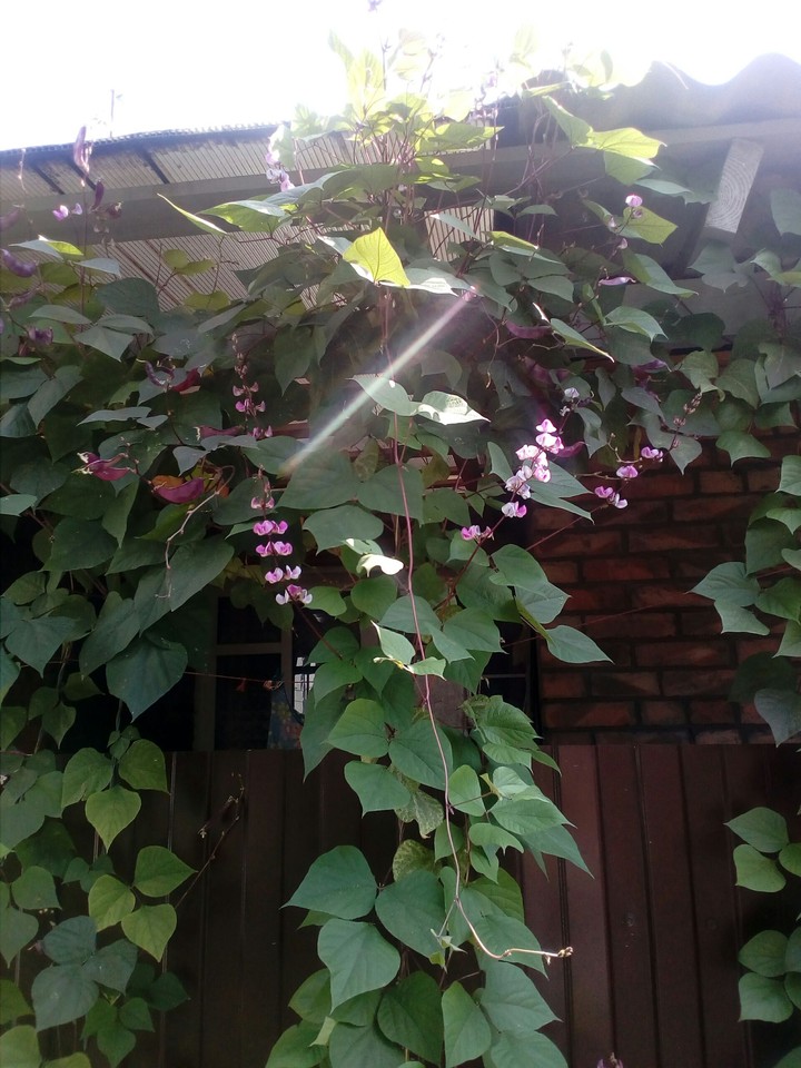 Plant