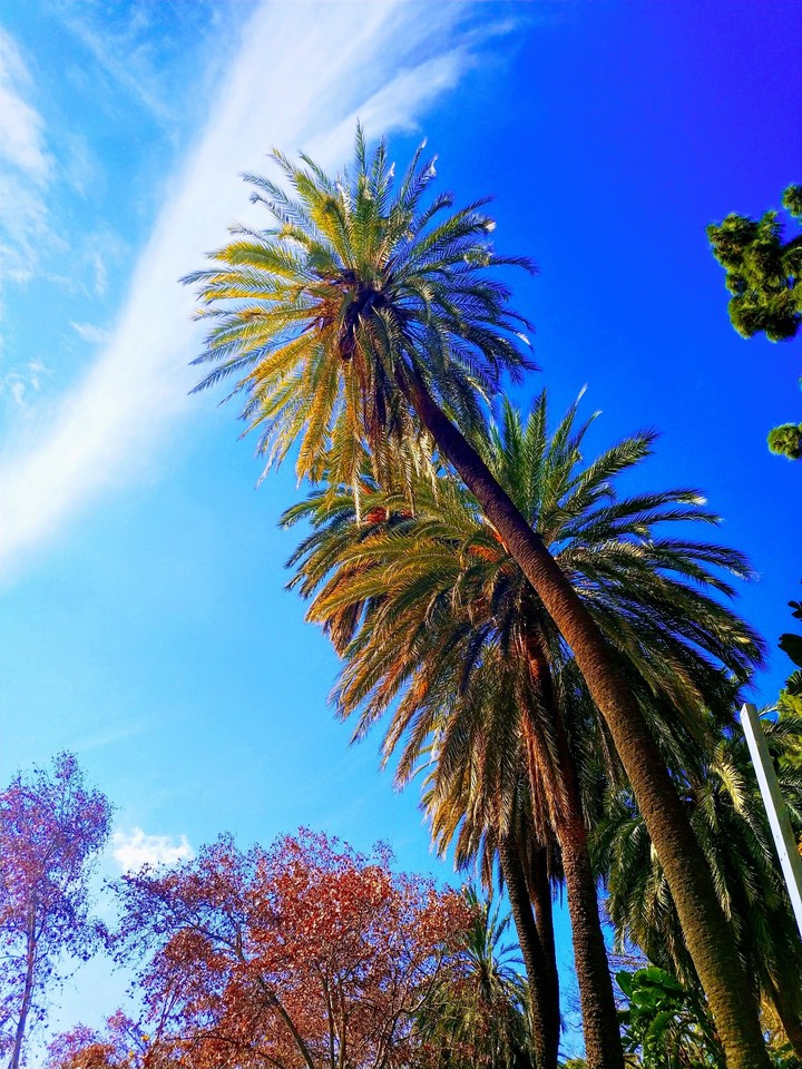Malaga Palms