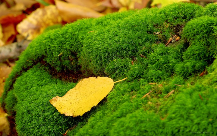 Leafe