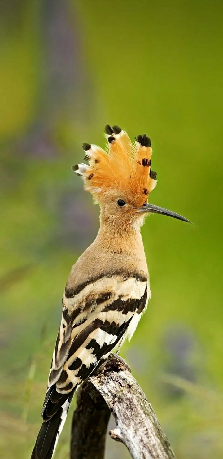 fantastic nature