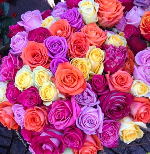 flowers, colorful wallpapers
