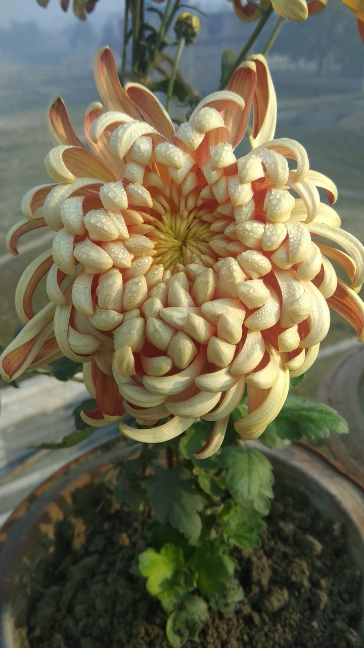 flower